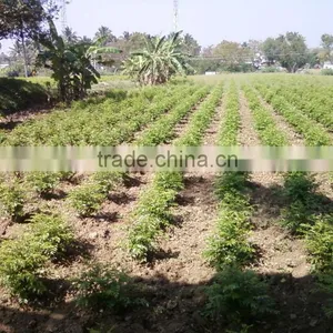 Curry Leaf thumbnail-1