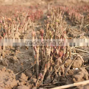 Paeonia Suffruticosa Andrews Peony Seedling thumbnail-6