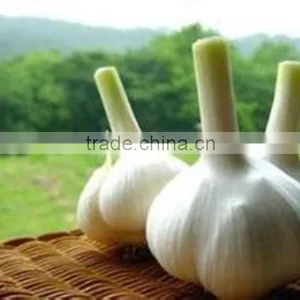Bulk Spices of Chines Garlic thumbnail-4