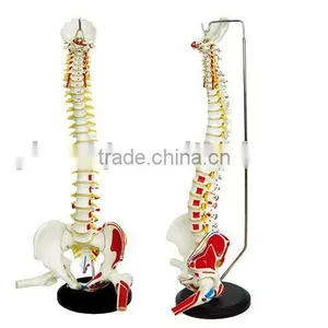Human Vertebral Column and Pelvis thumbnail-1