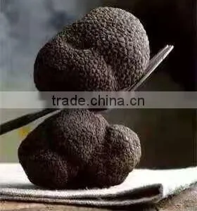 Frozen Truffle thumbnail-2