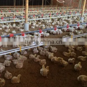 Automatic Poultry Equipment Feeder for Chicken thumbnail-1