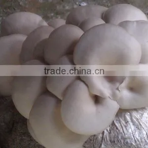 Mushroom Filling Punching Machine Mushroom +8618637188608 thumbnail-4