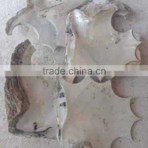 Headpart Mop Shell Seashell Scrap thumbnail-1