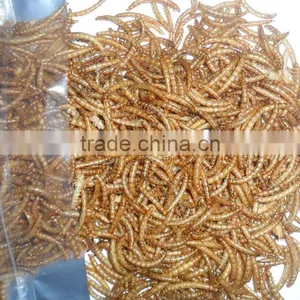 Eco-friendly Animal Feed Dehydrated Mealworm Bird Food thumbnail-1
