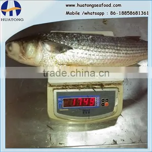 Land Frozen Grey Mullet Whole Round With Size 1500-2000g thumbnail-1