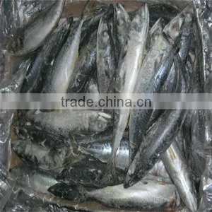Sea Food and Cooked Frozen Tuna Fish thumbnail-1