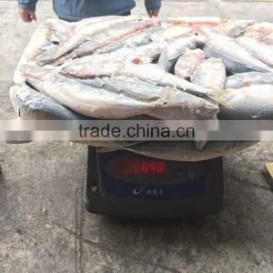 Block Frozen Pacific Mackerel thumbnail-6