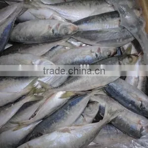 Frozen Horse Mackerel thumbnail-2