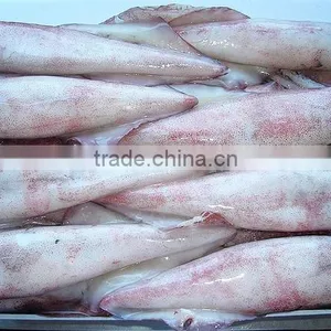 LOLIGO SQUID/ ARROW FISH/ INKFISH/ CALAMARI thumbnail-3