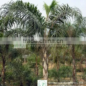 Syagrus Romenzoffianum Landscaping Palm Trees thumbnail-1