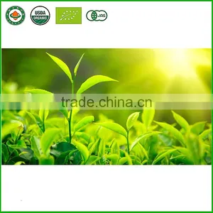 China Healthy Naure Spring Green Tea With Selenium Enrichment thumbnail-2