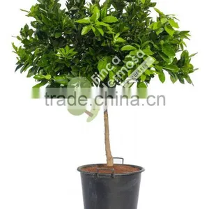 Orange Tree - Citrus Sinensis thumbnail-1