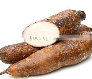 Best Quality Fresh Cassava Root Planter for Export thumbnail-1