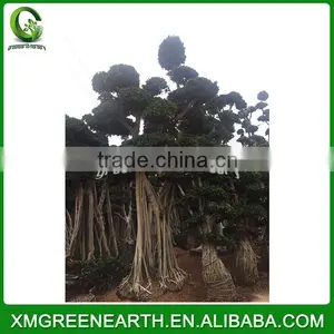 Ficus Microcarpa Big Bonsai 5.5m (1) thumbnail-1