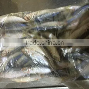 Horse Mackerel From China Size 9 -11 Pcs / kg thumbnail-2