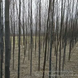 Price of 6 - Centimeter Melia Azedarach Trees With High Survival Rate thumbnail-3