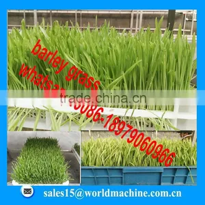 WHIR Hydroponic Cultivator Fodder Machine for Growing Fodder Grass,barley,wheat,and All Kinds Vegetables thumbnail-6