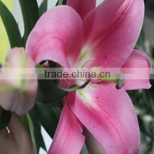 Fresh Cut Flowers Dark Pink Oriental Hybrid Lily Robina thumbnail-1