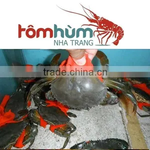 LIVE Egg Mud Crab Vietnam, Female Mud Crab thumbnail-3
