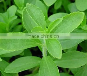 Stevia Rebaudiana thumbnail-1