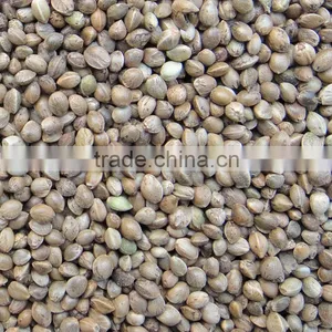 High Quality of Bird Feed, Hempseeds thumbnail-1