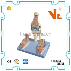 V-AM010 Kenn Median Sagittal Human Organs Model thumbnail-1