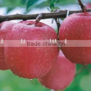 Fresh Apple thumbnail-1