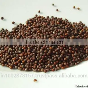 Mustard Seeds thumbnail-1