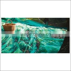 Green Square Structure Net for Olive Harvest thumbnail-3
