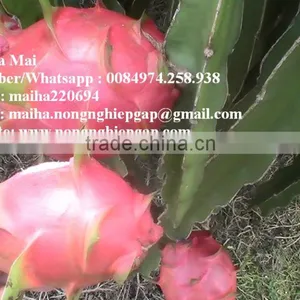100% Natural Fresh Dragon Fruit From Vietnam-Ms Ha 84974258938 thumbnail-4
