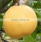 Fresh Pear thumbnail-1