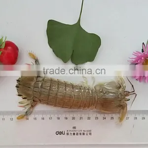 Mantis Shrimp thumbnail-3
