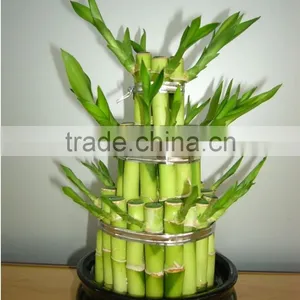 Lucky Bamboo ( Dracaena Sanderiana) 3 Layers thumbnail-3
