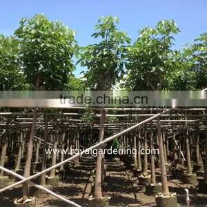 Tabebuia Rosea thumbnail-1