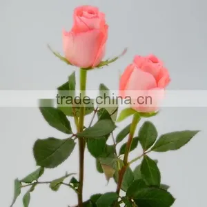 Colorful Diana Fresh Roses Decoration thumbnail-5