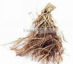 Valerian Root Oil/ Sugandhbala Oil thumbnail-1
