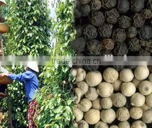 White Pepper Seeds 630G/L Cheap Price Sale(website: HANFIMEX08) thumbnail-4
