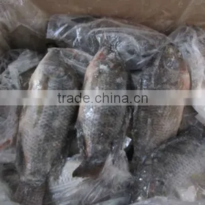 Wholesale Food Price Frozen Tilapia Whole Tilapia Fish thumbnail-3