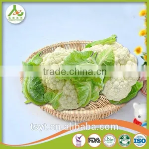 Fresh Round Cabbage in Good Fresh Condition thumbnail-6