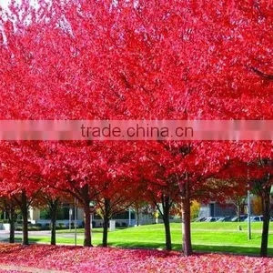 Acer Rubrum /Chinese Maple /Acerpalmatum/Japanese Maple Tree Seeds for Planting thumbnail-1
