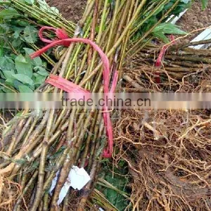Easy Survival Putao Shu:The Grape Seedling thumbnail-6