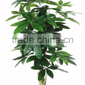 China Hot Sale Evergreen Fake Money Tree ,artificial Pachira thumbnail-5