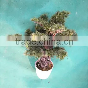 Home Garden Decoration 50cm to 160 cm Hight Small Indoor Canadian Artificial Green Pot Plastic Similar Pine Trees ELSPZ02 0906 thumbnail-3