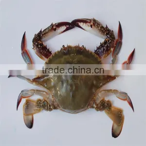 New Frozen Blue Swimming Crab With Whole Shell on Sale thumbnail-1