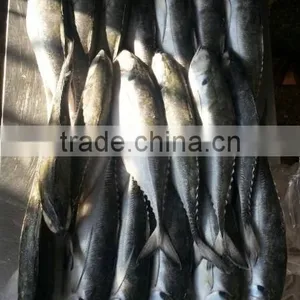 Whole Round Frozen Jack Mackerel thumbnail-6