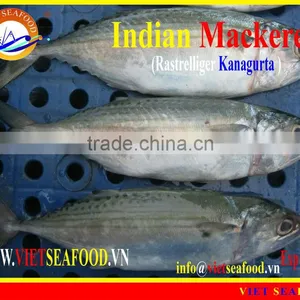FROZEN INDIAN MACKEREL thumbnail-1