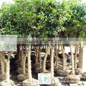 Osmanthus Fragrans D6cm Flower Favor Trees thumbnail-1