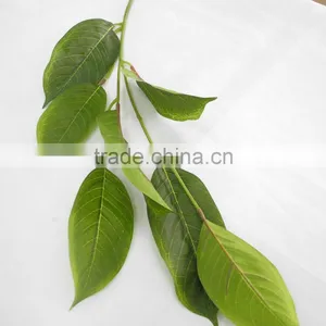 Indoor Christmas Flower Foliage Plant thumbnail-3