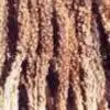 Boschniakia Rossica P.E. thumbnail-1
